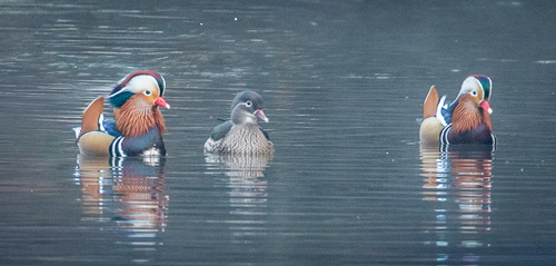 Soudley Pond Walk
